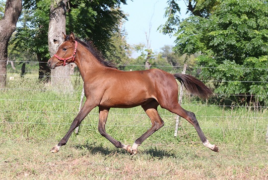 RO Soledad